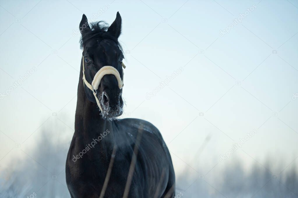 portrait of  black beautiful  horse  running at meadow. close up. winter season