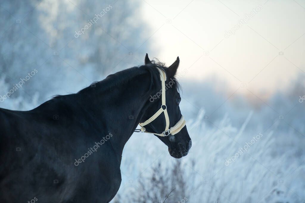 walking  black beautiful  horse near snowing forest. close up. winter season