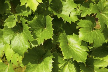 Genç üzüm asma üzüm bağı içinde