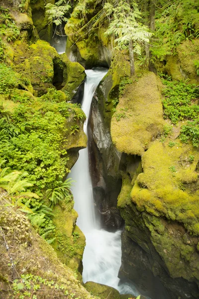 Ladder Creek Falls — Stock Photo, Image