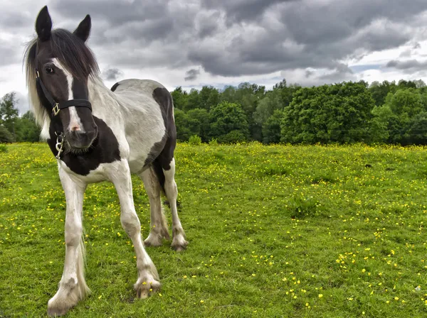 Horse Portrait — Stock Photo, Image