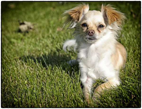 Chihuahua — Stockfoto