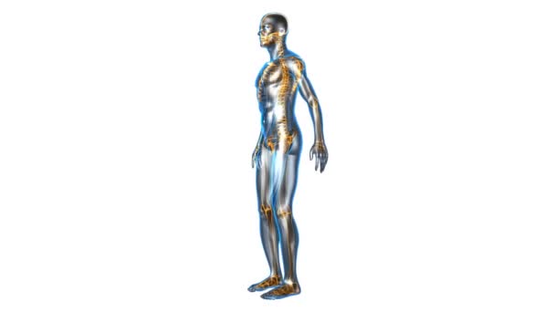 anatomie humaine - squelette 