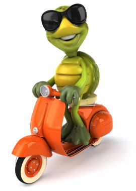 güneş gözlüğü ile kaplumbağa