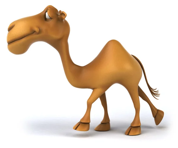 Kul kamel — Stockfoto