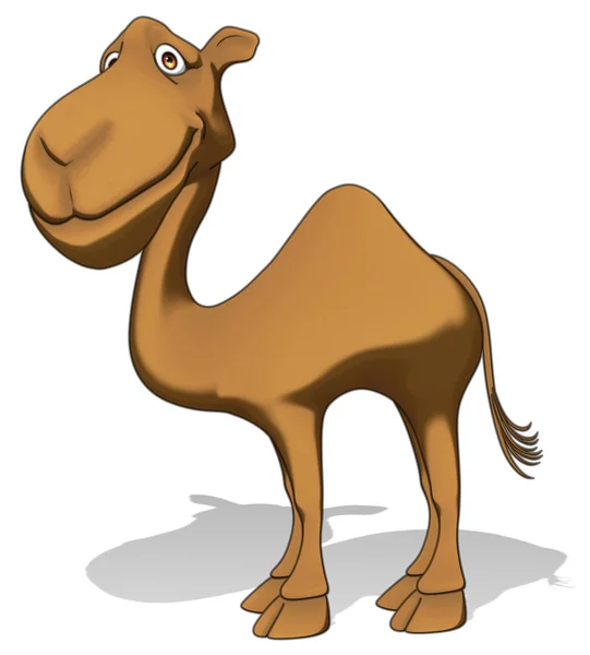 Fun camel — Stock Photo, Image