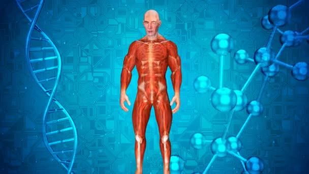 Animación Una Anatomía Hombre Rayos — Vídeo de stock