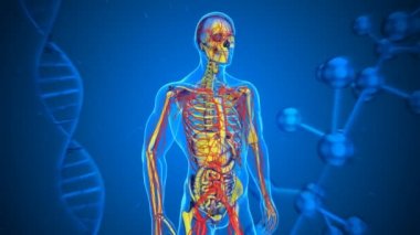 Bir röntgencinin 3 boyutlu animasyonu. 