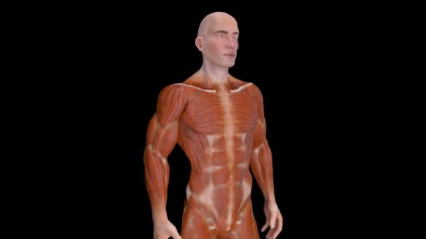 Animación Una Anatomía Hombre Rayos — Vídeos de Stock