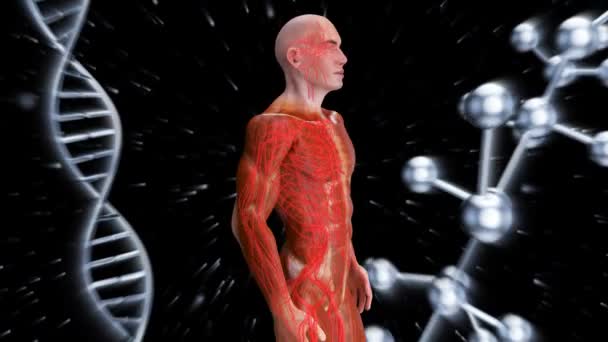 Animation Une Anatomie Homme Aux Rayons — Video