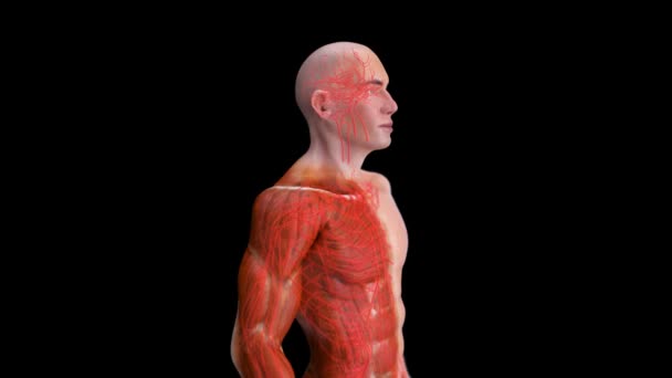 Animación Una Anatomía Hombre Rayos — Vídeo de stock