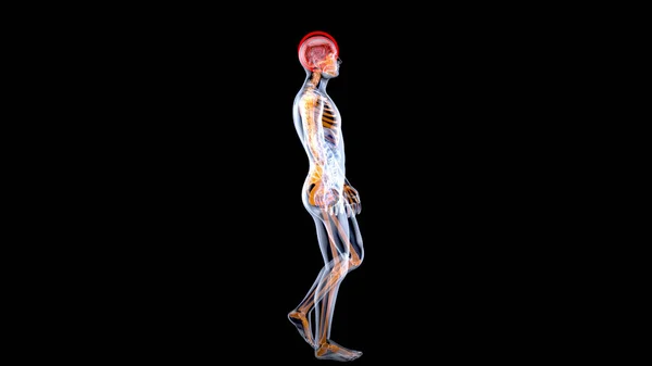 X線男の3D解剖学的概念 3Dイラスト — ストック写真