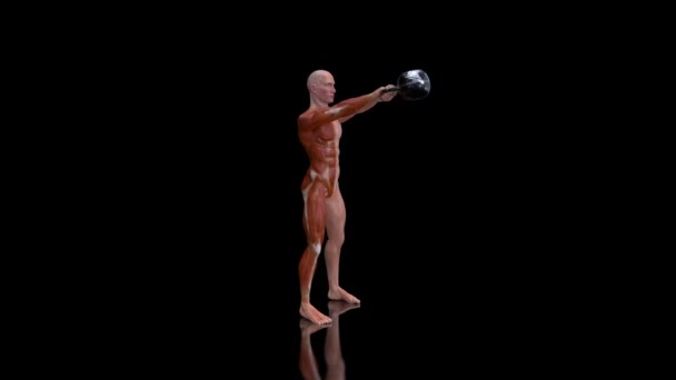 Animación Una Anatomía Hombre Rayos Haciendo Ejercicio Con Kettlebell — Vídeos de Stock