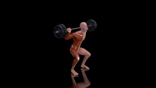 Animación Una Anatomía Hombre Rayos Haciendo Sentadillas — Vídeos de Stock