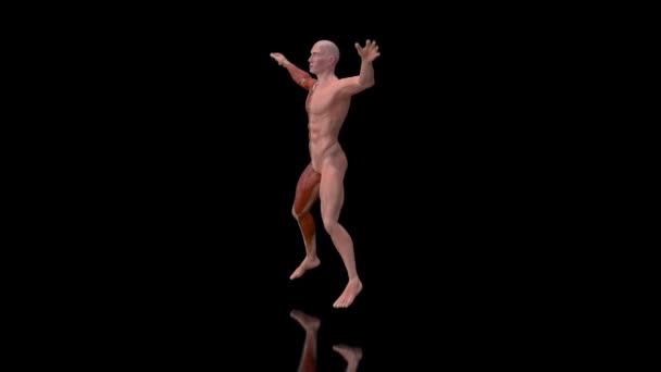 Анімація Анатомії Тренування Рентгенівського Чоловіка Стрибки — стокове відео