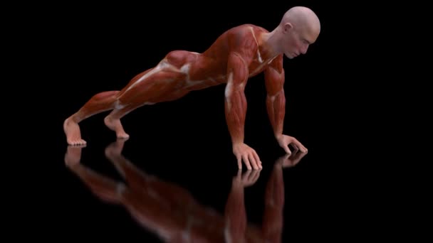 Ilustración Hombre Anatomía Haciendo Flexiones — Vídeos de Stock