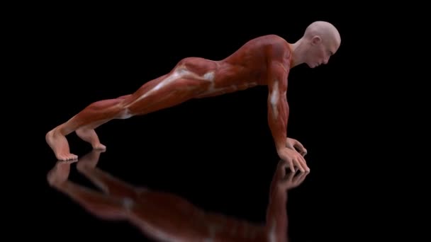 Animation Μιας Anatomy Ray Man Exercycing Κάνει — Αρχείο Βίντεο