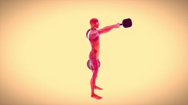 Animering Anatomi Röntgenman Utövar Med Kettlebell — Stockvideo