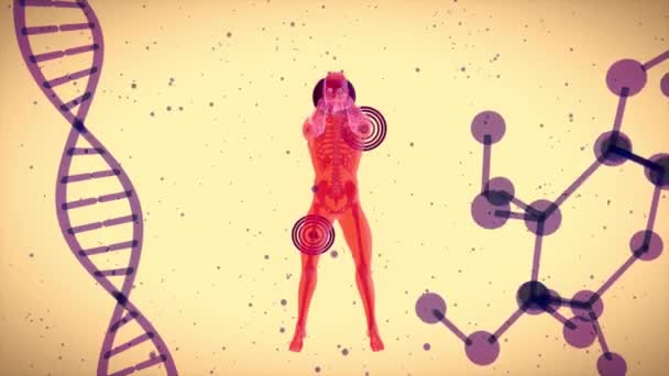 Kettlebell Ile Egzersiz Yapan Bir Röntgencinin Boyutlu Animasyonu — Stok video