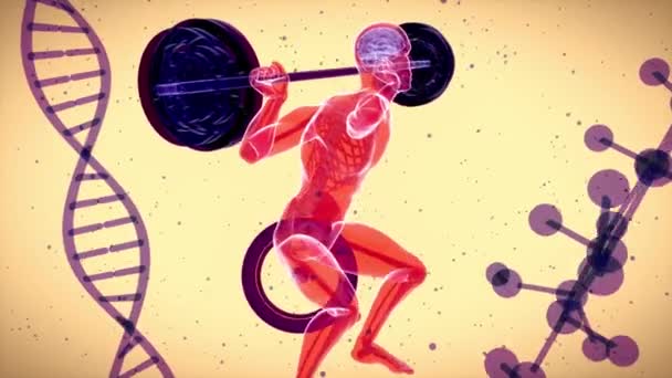 スクワットを行うX線男の解剖学の3Dアニメーション — ストック動画