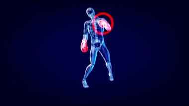 Boxer eldivenli bir röntgencinin anatomisi - 3 boyutlu resim