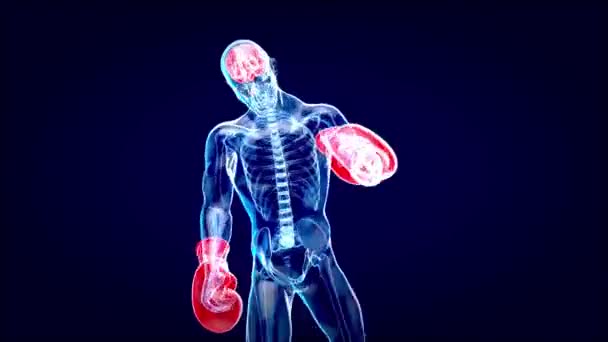 一个戴拳击手套的X光男子的解剖学 3D图解 — 图库视频影像