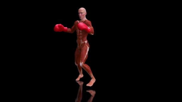 Anatomía Hombre Rayos Boxeo Animación — Vídeos de Stock