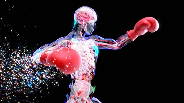 Anatomy Animation Boxer Particles — Stock Photo, Image