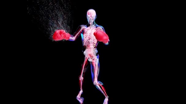 X射线男子拳击的解剖 3D动画 — 图库视频影像