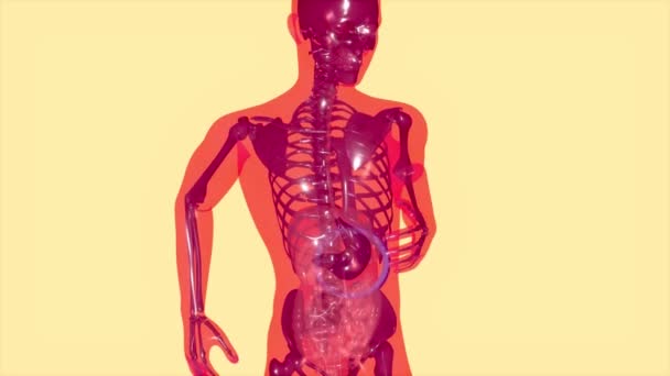 Koncepcja Żołądka Medycyny — Wideo stockowe