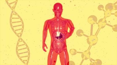 Mide ve tıbbın 3 boyutlu tasarımı 