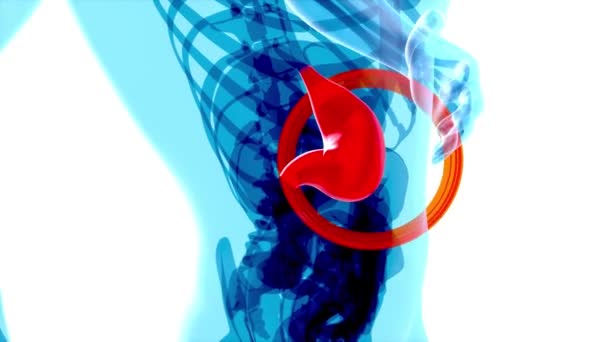 胃的三维概念设计 — 图库视频影像