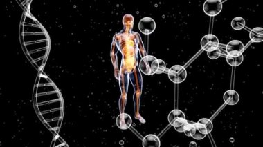 İnsan vücudunun 3 boyutlu tasarımı, sırt ağrısı 