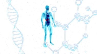 İnsan vücudunun 3 boyutlu tasarımı, sırt ağrısı 