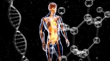 İnsan vücudunun 3 boyutlu tasarımı, sırt ağrısı 