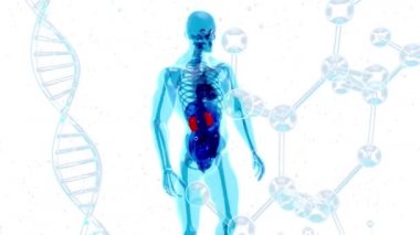 İnsan vücudunun 3 boyutlu tasarımı, sırt ağrısı 