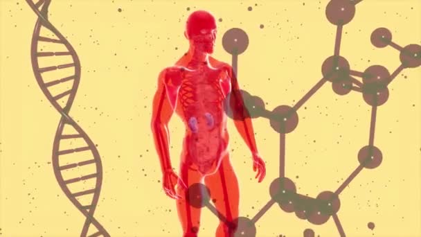 Nsan Vücudunun Boyutlu Tasarımı Sırt Ağrısı — Stok video