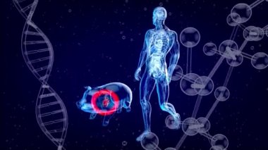 Bir domuz kalbi naklinin üç boyutlu soyut çizimi