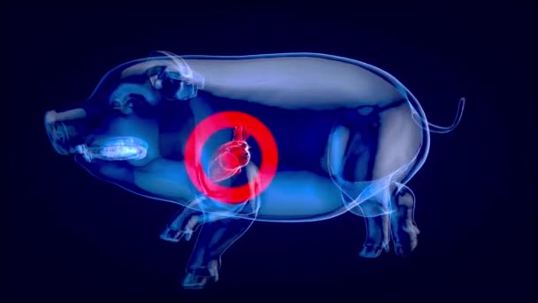 Illustration Abstraite Une Transplantation Cardiaque Porc — Video