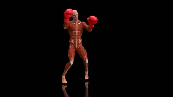 Abstract 3D anatomy of a man boxing, illustration