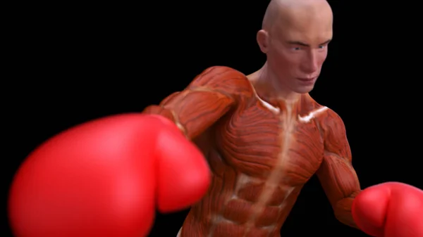 Abstract 3D anatomy of a man boxing, illustration