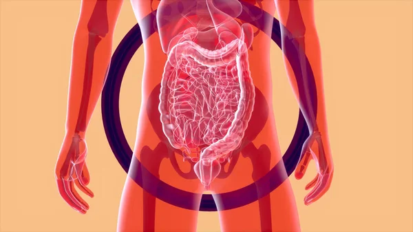 Resumen Anatomía Del Sistema Digestivo —  Fotos de Stock