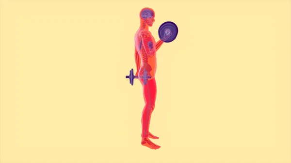 Abstraktní Anatomie Muže Který Dělá Biceps Kudrlinky — Stock fotografie