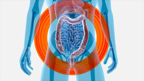 Arte Abstracto Anatomía Del Sistema Intestinal — Foto de Stock