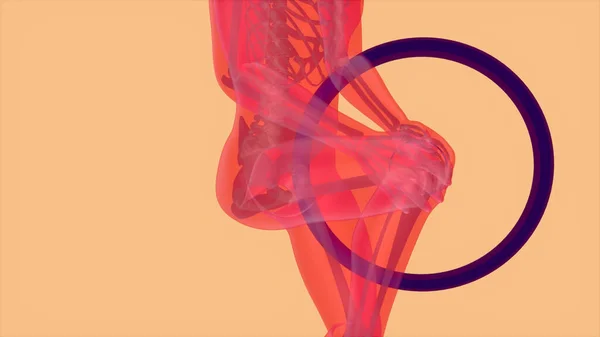 Anatomi Abstrak Konsep Nyeri Lutut — Stok Foto