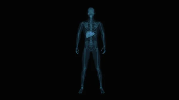 Anatomi Abstrak Dari Sistem Pencernaan Pada Latar Belakang Hitam — Stok Foto