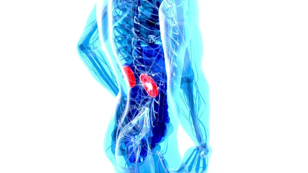 背痛及肾的摘要设计 — 图库照片
