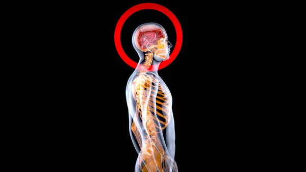 Conceito Anatomia Homem Raios — Fotografia de Stock