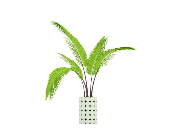 Planta decorativa aislada en blanco . — Foto de Stock