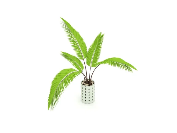 Planta decorativa aislada en blanco . — Foto de Stock